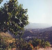 أفضل العروض ل يل ميلون نيبادا